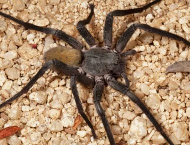 Ένα νέο είδος αράχνης ανακαλύφθηκε στα κατεχόμενα της Κύπρου